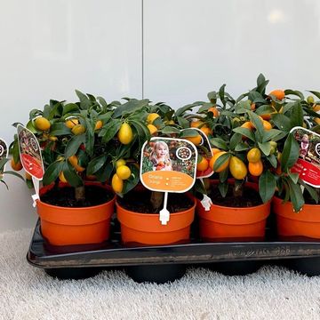 Citrus japonica 'Margarita'