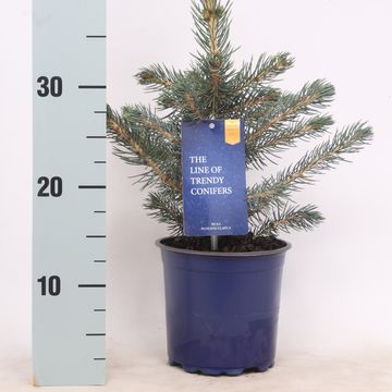 Picea pungens 'Glauca'