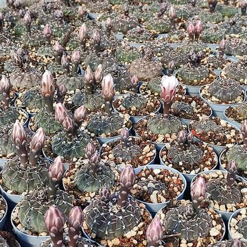 Gymnocalycium stellatum