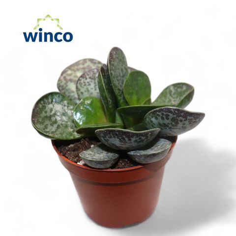 Adromischus maculatus