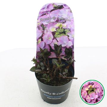 Гидрангея крупнолистная ROYALTY COLLECTION TIFFANY PURPLE
