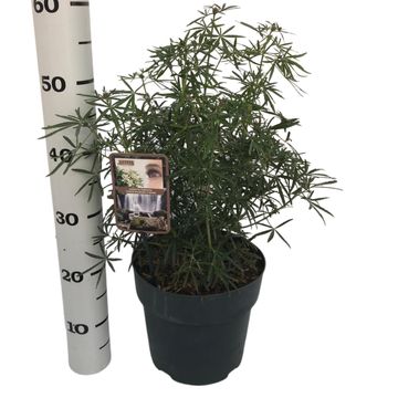 Choisya WHITE DAZZLER