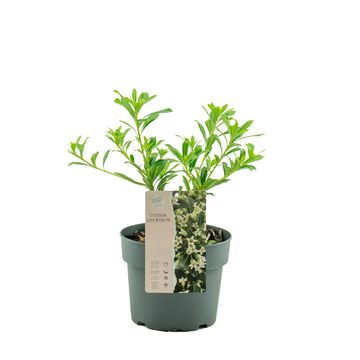 Pittosporum GREEN MOUND