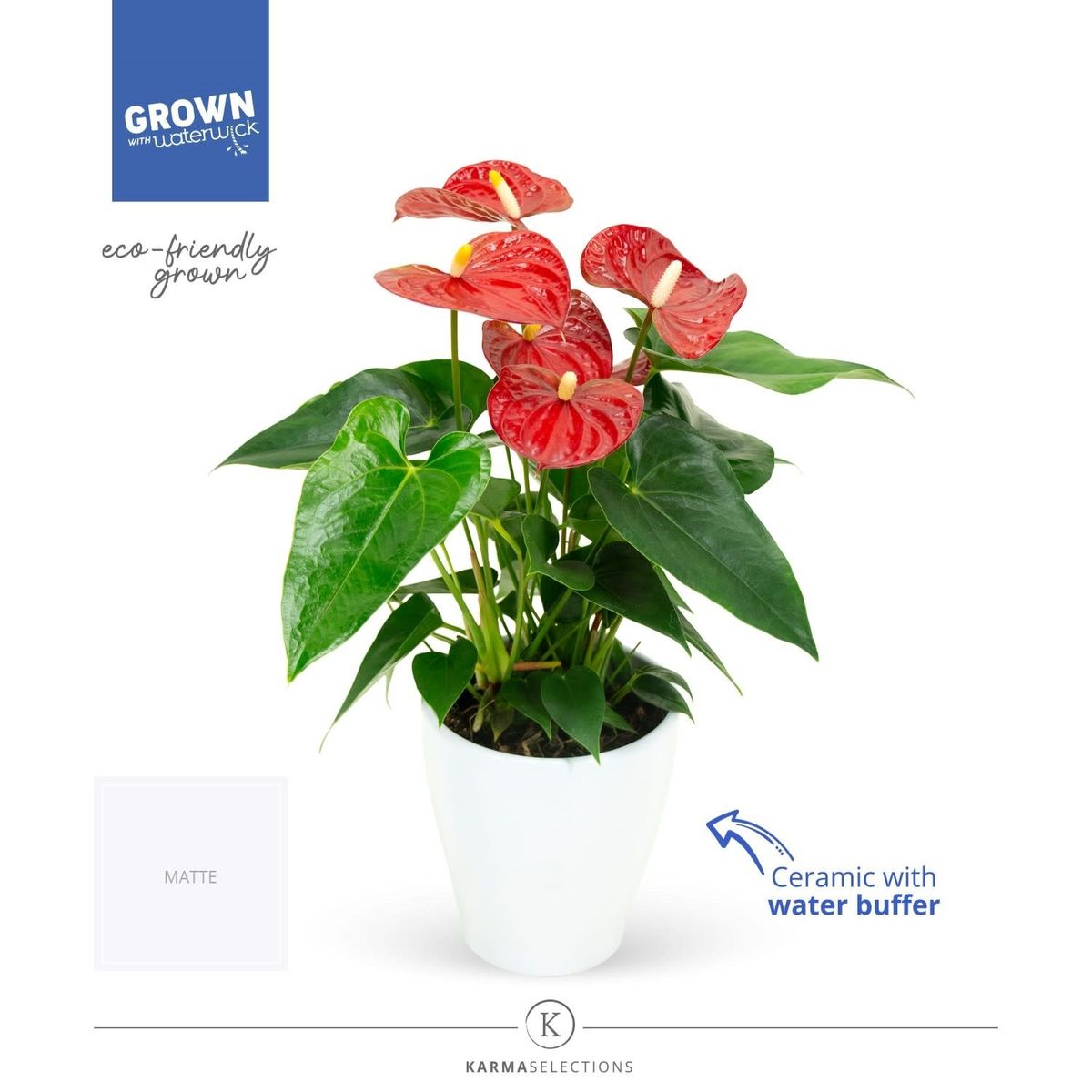 Anthurium karma red plant wholesale floraccess