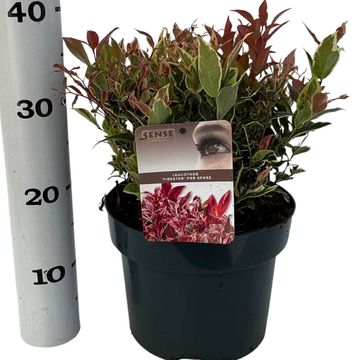Leucothoe FIRESTAR