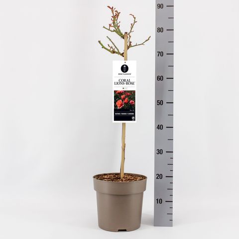 Rosa CORAL LIONS-ROSE