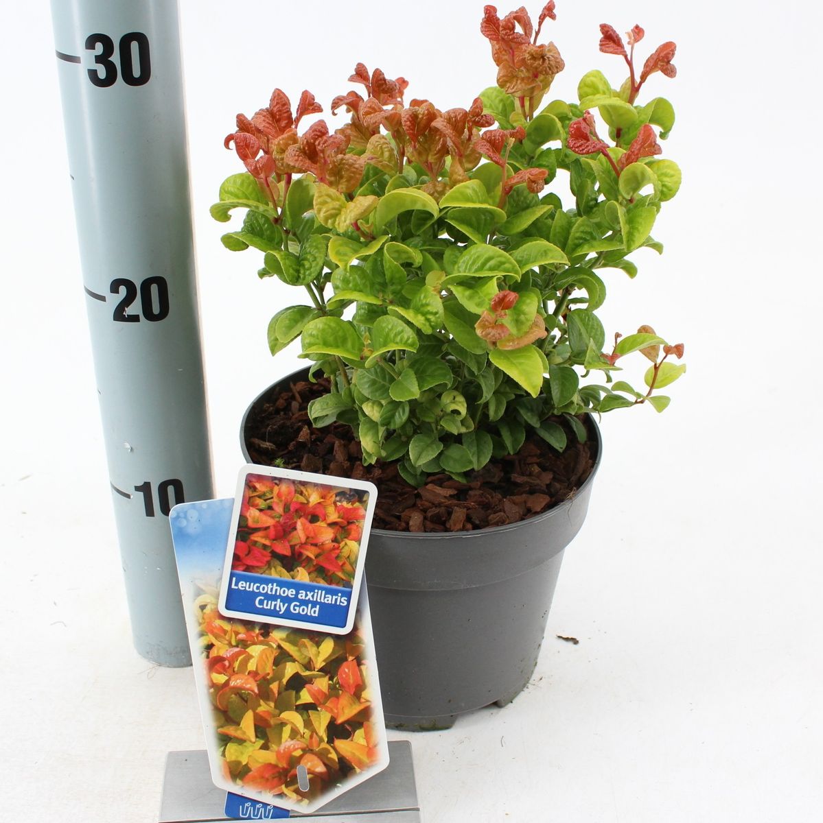 Leucothoe axillaris CURLY GOLD — Plant Wholesale FlorAccess