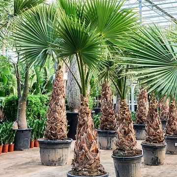 Washingtonia robusta