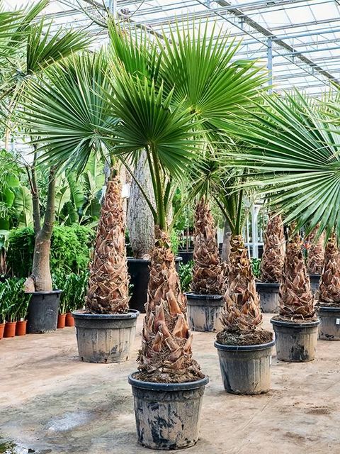 Washingtonia robusta