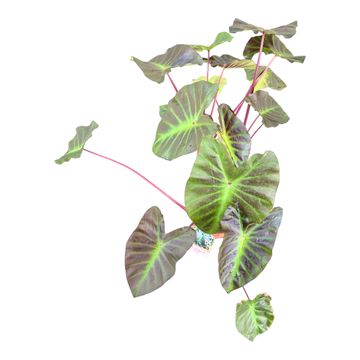 Colocasia 'Hybrid Sita'