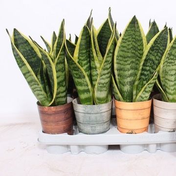 Sansevieria trifasciata 'Futura Superba'