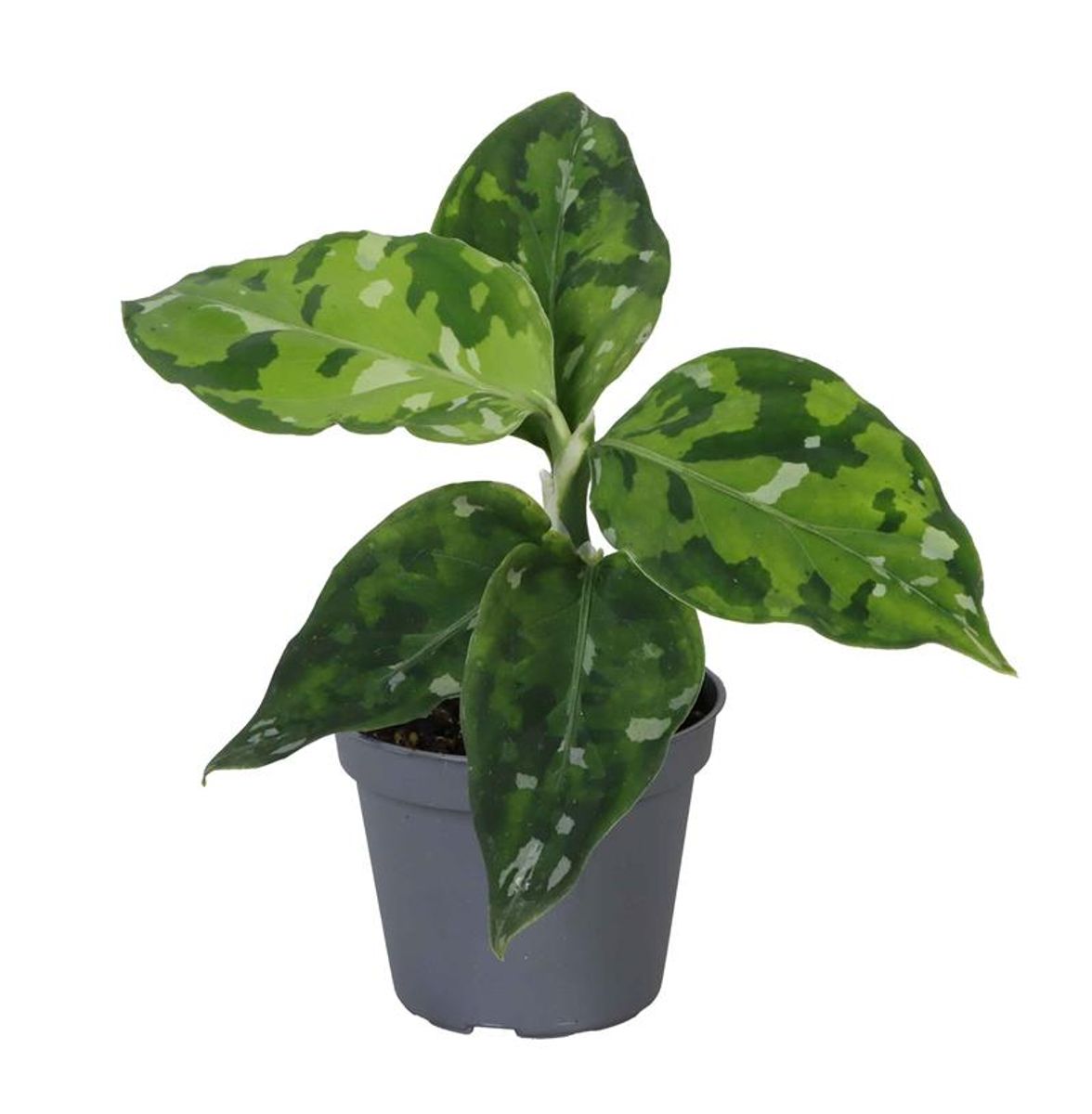 Aglaonema pictum 'Tricolor' — Plant Wholesale FlorAccess