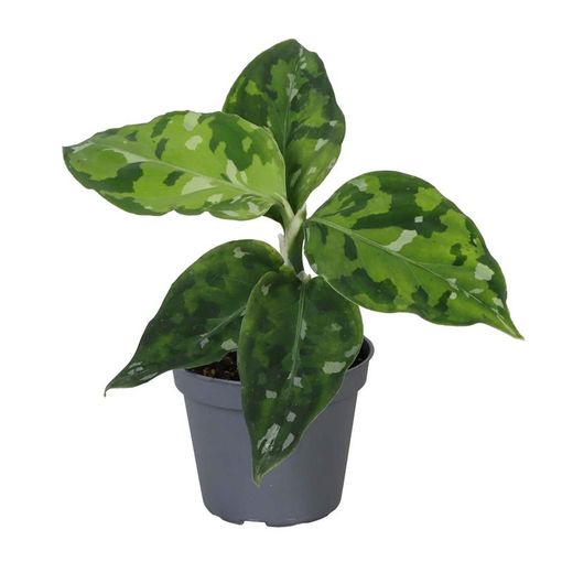 Aglaonema pictum 'Tricolor'