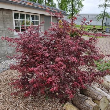 Acer palmatum 'Старфиш'