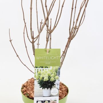 Hydrangea paniculata GARDENLIGHTS WHITELIGHT