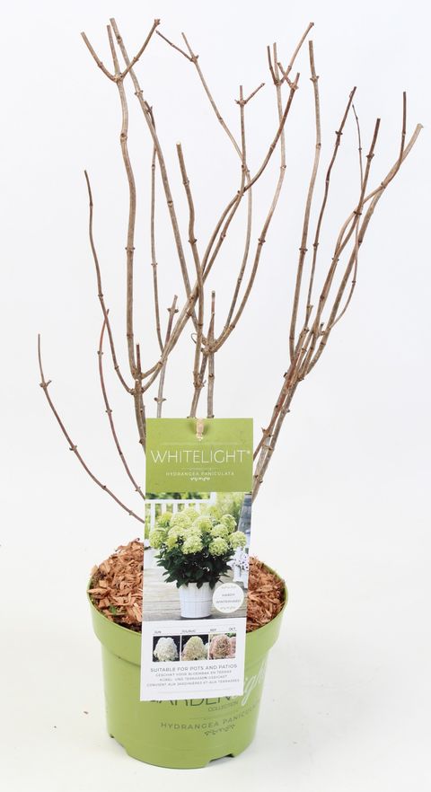 Hydrangea paniculata GARDENLIGHTS WHITELIGHT