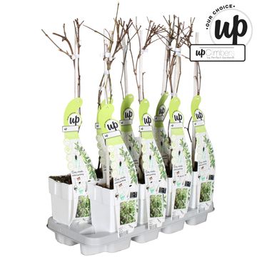 Parthenocissus quinquefolia STAR SHOWERS