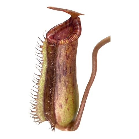 Nepenthes lowii