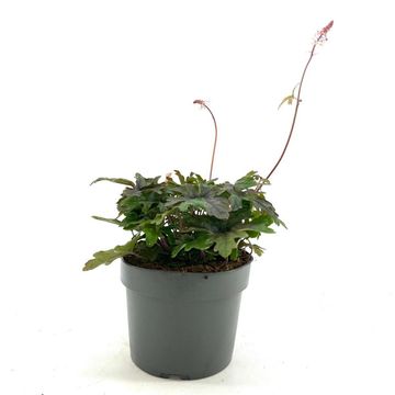 Tiarella 'Pink Skyrocket'