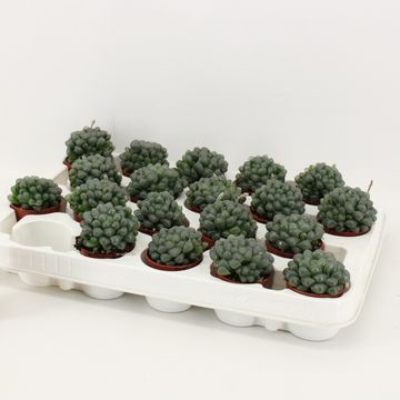 Haworthia cooperi MIX