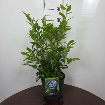 Vaccinium corymbosum 'Goldtraube 71'