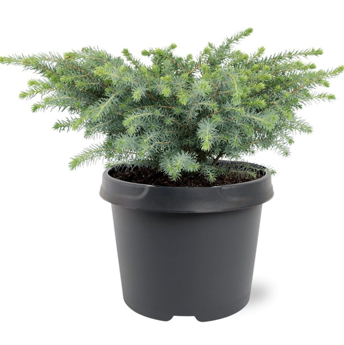 Picea Mariana 'nana' — Plant Wholesale Floraccess