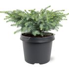 Picea mariana 'Nana'