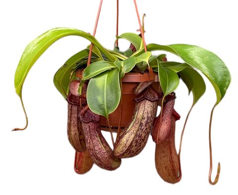 Nepenthes 'Rob'