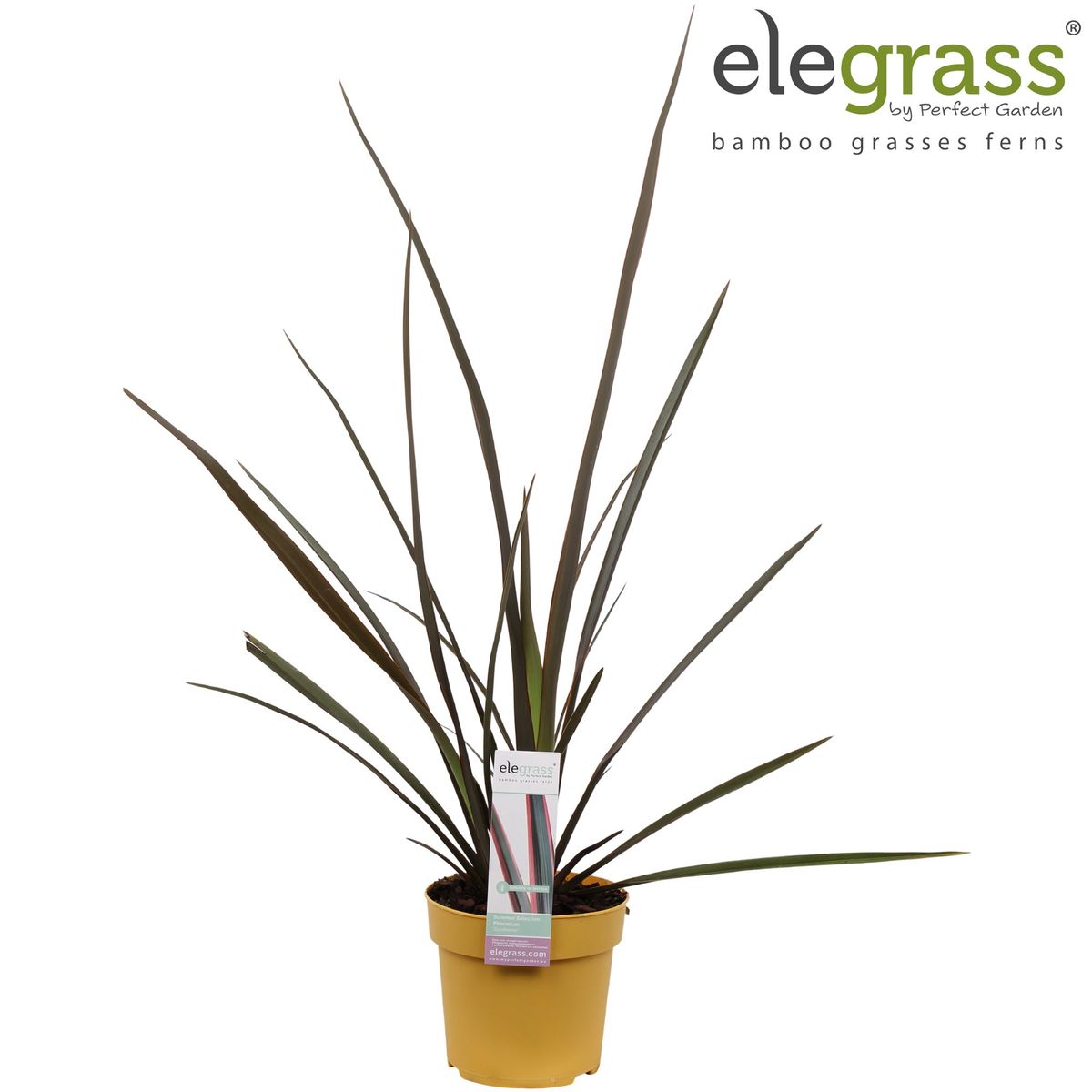 phormium-sundowner-plant-wholesale-floraccess