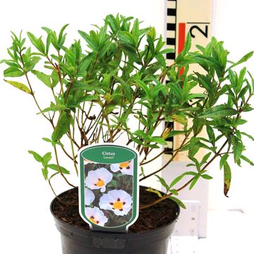 Cistus x loretii