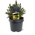 Picea abies 'Tompa'