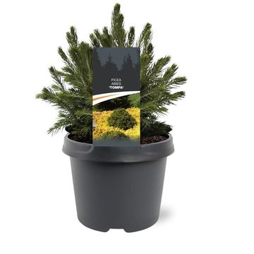 Picea abies 'Tompa'