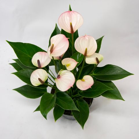 Anthurium KARMA LIPA