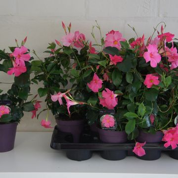 Mandevilla SUNDAVILLE PRETTY ROSE