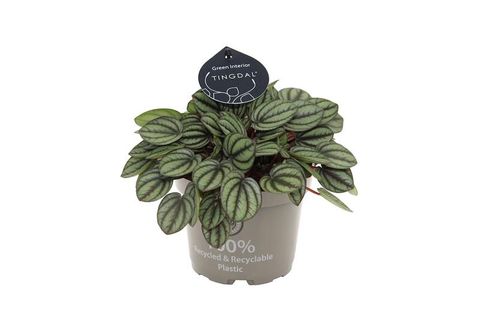 Peperomia 'Piccolo Banda'