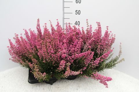 Erica gracilis 'Mister Q'