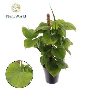 Philodendron fibraecataphyllum
