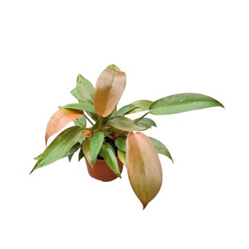 Philodendron 'Florida Bronze'