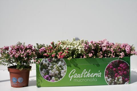 Gaultheria mucronata MIX