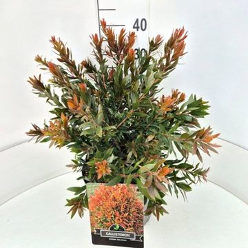 Callistemon 'Red Rocket'