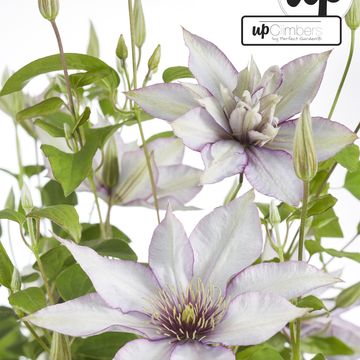 Clematis SAMARITAN JO (EL)