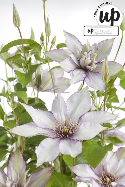 Clematis SAMARITAN JO (EL)