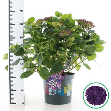 Hydrangea macrophylla MUSIC COLLECTION DEEP PURPLE DANCE