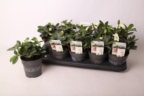 Helleborus niger 'Mont Blanc'