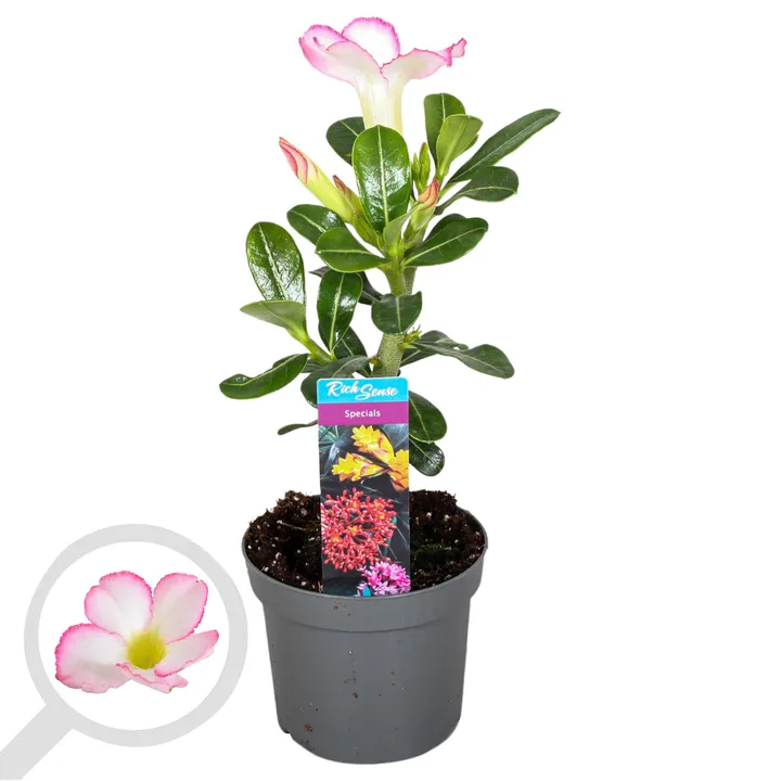 Adenium Obesum Desert Rose Cynthia