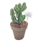 Euphorbia polyacantha