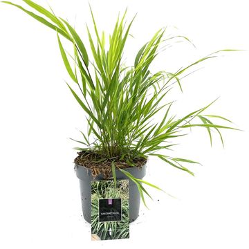 Hakonechloa macra