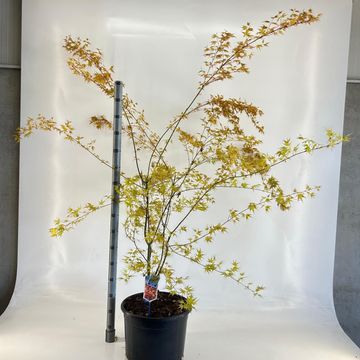 Acer palmatum 'Katsura'