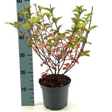 Hydrangea paniculata PASTELGREEN