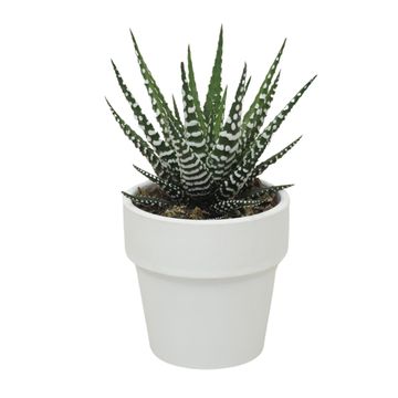 Haworthia fasciata 'Big Band'